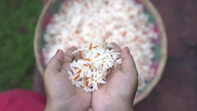 Night jasmine, Seuli or Shefali flower is symbol flower of saradiya or Durga Puja festival in autumn season.
