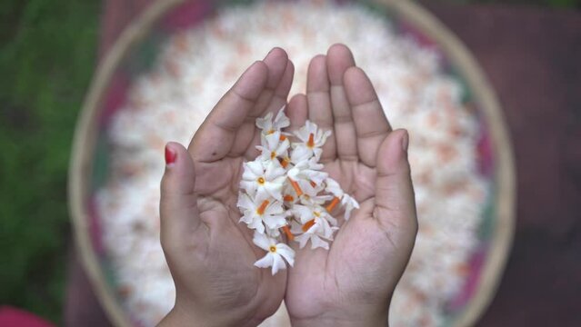Night jasmine, Seuli or Shefali flower is symbol flower of saradiya or Durga Puja festival in autumn season.