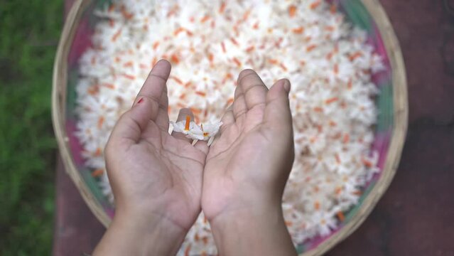 Night jasmine, Seuli or Shefali flower is symbol flower of saradiya or Durga Puja festival in autumn season.