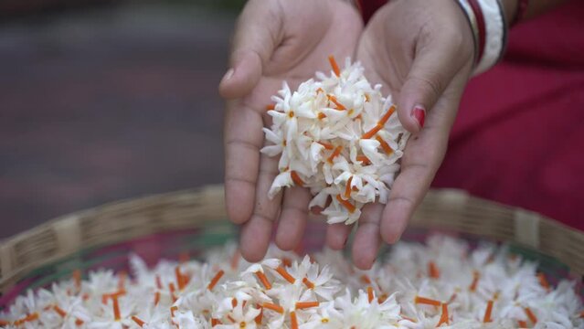Night jasmine, Seuli or Shefali flower is symbol flower of saradiya or Durga Puja festival in autumn season.