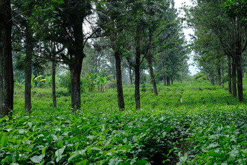 Tea plantation. Camellia sinensis is a tea plant, a species of plant whose leaves and shoots are used to make tea.