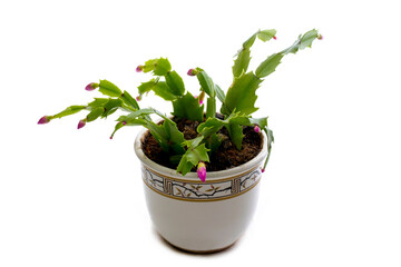 Easter Cactus in a pot on a white background