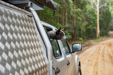 Dog looking out window of vehicle in the forest