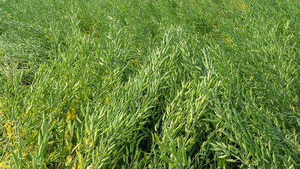 Mustard Seed Field Available in south Asia.