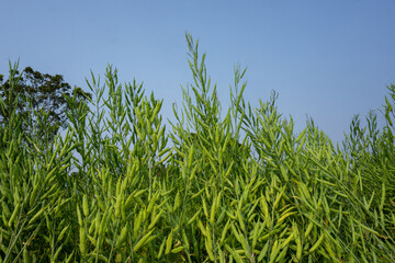 Mustard Seed produce in Fertile soil field by Farmer.