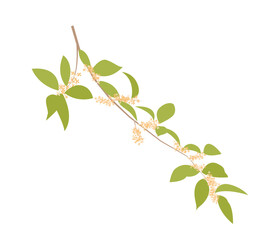 Illustration of osmanthus
