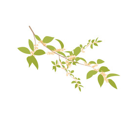 Bright doodle floral pattern background with fragrant tea olive, sweet olive or osmanthus fragrans and evergreen foliage. hand drawn flower cluster background. Great for wallpaper, textile, fabric.