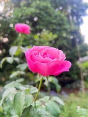 Pink rose tree it has a fresh scent.