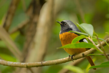 Obraz premium Daurian Redstart perched