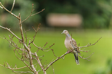 Oriental turtle dove perched
