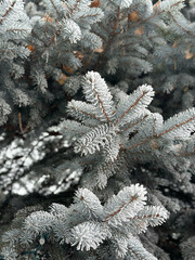 snow covered pine tree