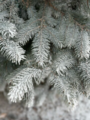winter snow-covered pine tree