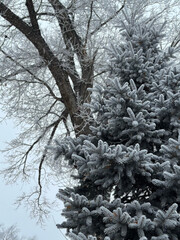 snow covered trees