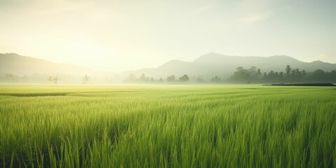 Fototapeta na wymiar Snapshot of a Morning Scene on a Rice Farm