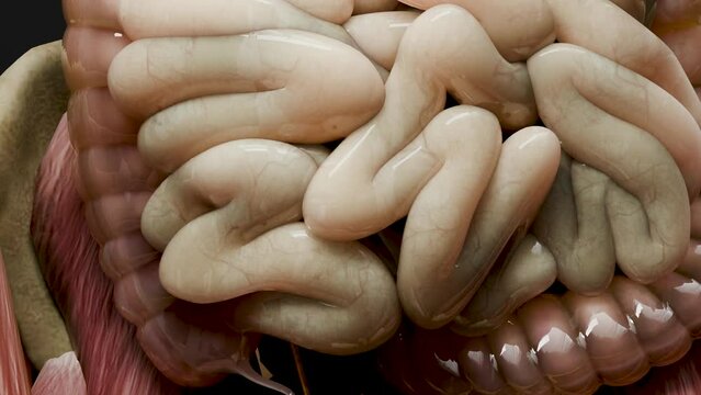 digestive system anatomy, Realistic large and small intestine, Human internal Visceral organ, Gastrointestinal tract, Medical concept, bowel disorder, medically accurate, 3d render