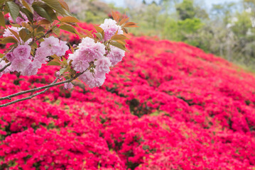 赤いツツジの花をバックにピンクの八重桜の花