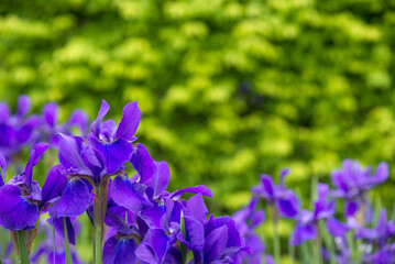 緑をバックに紫のアヤメの花