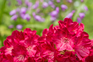 紫と緑のボケをバックに赤いシャクナゲの花
