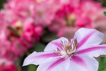 ピンクの花のボケをバックにクレマチスの花のアップ