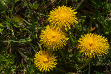 Wunderschön gelb blühender Löwenzahn