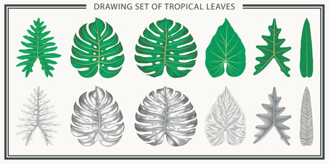 Drawing set of tropical leaves. Isolated elements on white background. Vintage style. Hand drawn graphic design - obrazy, fototapety, plakaty