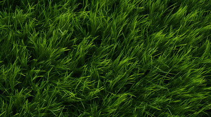 Verdant Greenery: Close-up a detailed view of lush green grass texture