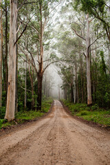 Fototapeta premium dirt path through an Australian forest