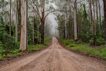 Naklejka premium dirt path through an Australian forest