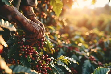 Foto op Plexiglas  A male farmer harvests coffee beans on a plantation 1  © Ainur