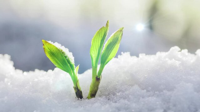 雪解けの春に生えてくる新芽 AI画像