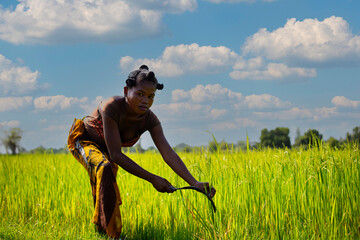 Young woman malagasy worker harvesting rice field in Madagascar.