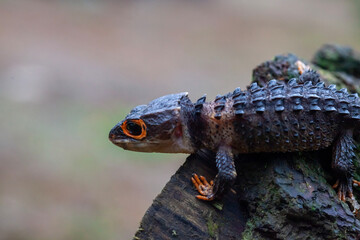 Red Eyed Spiny Lizard