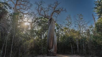 Exotic baobabs in love. The trees are tightly intertwined with trunks, twisting around each other....