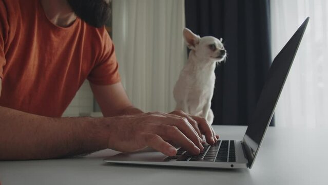 Handsome business man type on laptop at home office. His funny pet dog looking away and wait. Online working from home in internet, distant job.