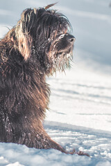A black dog with lots of fur in the snow
