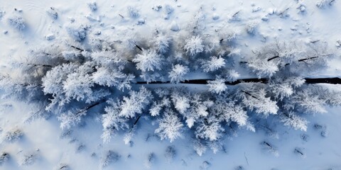 Evergreen Christmas tree close-up. Fir branch, needles, pinecones, berries, mistletoe wreath. X-mas spruce pine branch background. Snow.