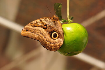 butterfly on apple leaf