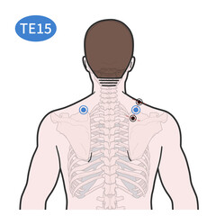 천료혈 경혈 경락 혈자리 일러스트