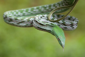 Snakes Vave High Venom