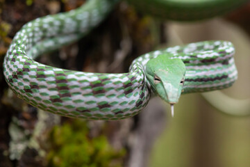 Snakes Vave High Venom