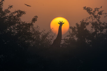 afrykańskie safari z żyrafą na tle słońca i czerwonym niebem - obrazy, fototapety, plakaty