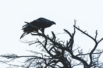 Bielik, orzeł bielik, birkut (Haliaeetus albicilla) nad drzewami - obrazy, fototapety, plakaty