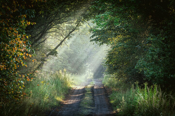 romantyczna ścieżka w lesie we mgle - obrazy, fototapety, plakaty