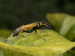 P8010239 black-and-yellow mud dauber wasp, Sceliphron caementarium, grooming while on yellow pitcher plant cECP 2023