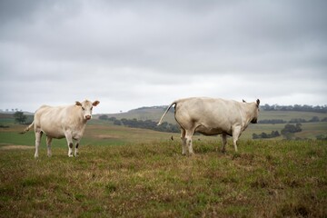 Australian cows grazing in a field on pasture. close up of a white murray grey cow eating grass in a paddock in springtime in australia