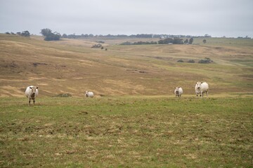 Cow face close up looking at camera. white murray grey cow