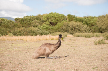 Emu at Wilsons Prom National Park, Victoria Australia