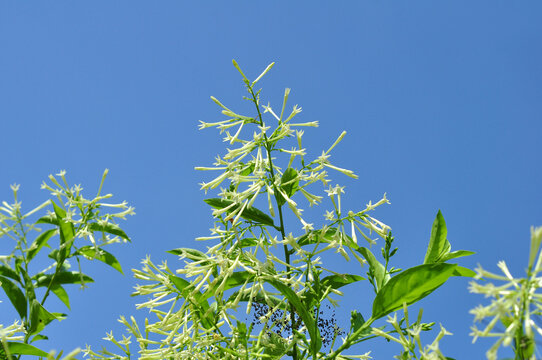 Arum dalu or Cestrum nocturnum night blooming jasmine flower close-up