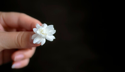 A female hand holding single white jasmine flower on dark background with copy space for text, advertising, business concept, jewery