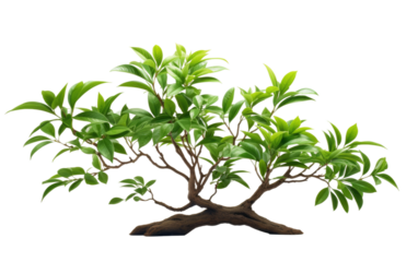 Tranquility with the Elegant Presence of a Chinese Plant on a White or Clear Surface PNG Transparent Background